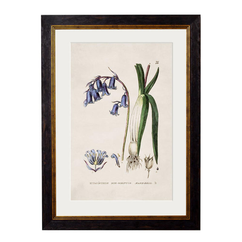 C.1837 British Flowering Plants Framed Prints British Made C.1837 British Flowering Plants Framed Prints by T A Interiors