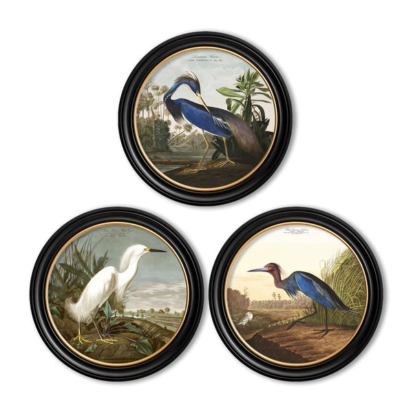 C.1838 Audubon's Herons Round Framed Prints by T A Interiors
