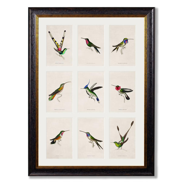 C.1833 Hummingbirds Group Framed Print by T A Interiors