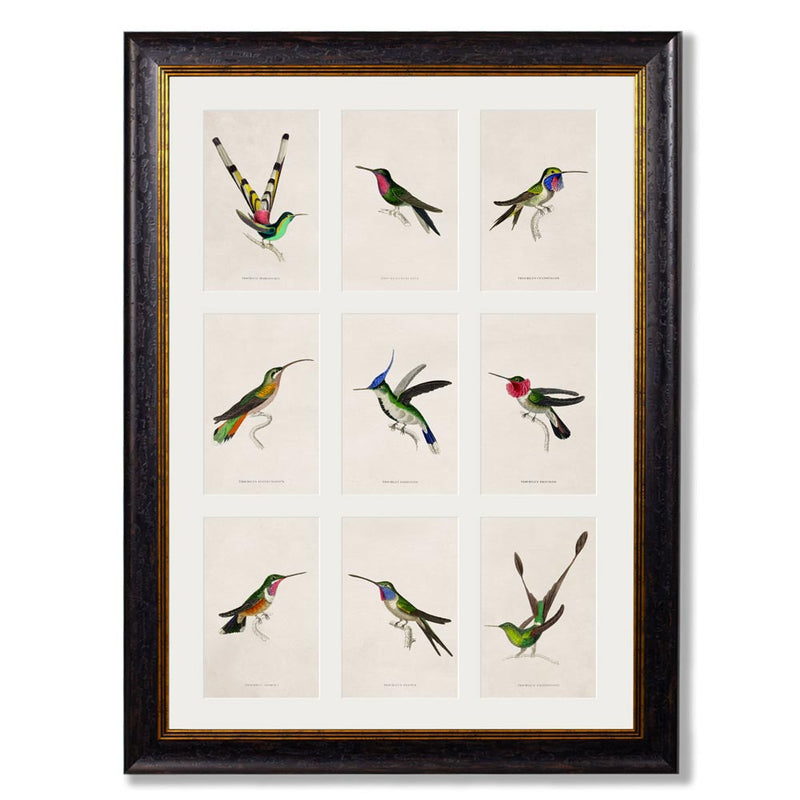 C.1833 Hummingbirds Group Framed Print British Made C.1833 Hummingbirds Group Framed Print by T A Interiors