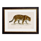 C.1836 Jaguar Framed Print British Made C.1836 Jaguar Framed Print by T A Interiors