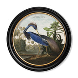 C.1838 Audubon's Herons Round Framed Prints British Made C.1838 Audubon's Herons Round Framed Prints by T A Interiors