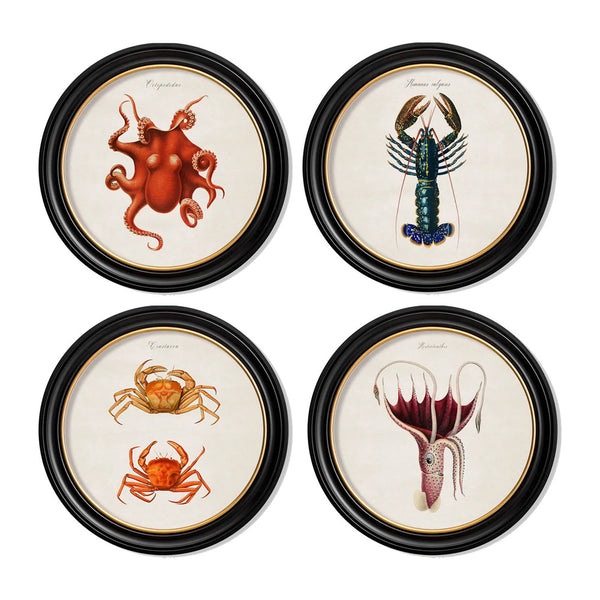 C.1876 Marine Animals Round Framed Prints by T A Interiors