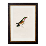 C.1833 Hummingbirds Framed Prints British Made C.1833 Hummingbirds Framed Prints by T A Interiors
