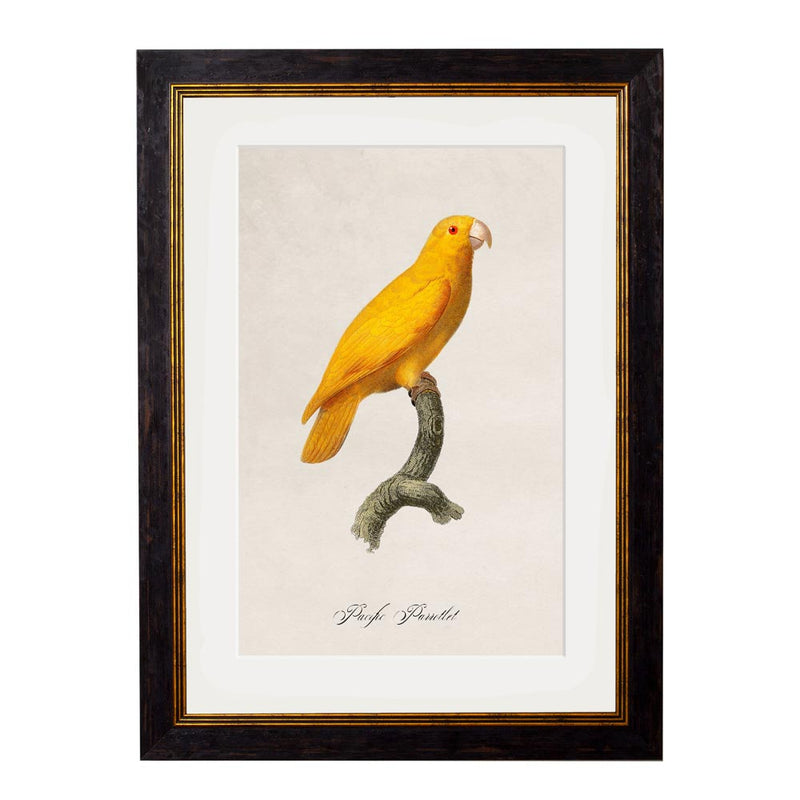 C.1800's Parrots Framed Prints British Made C.1800's Parrots Framed Prints by T A Interiors