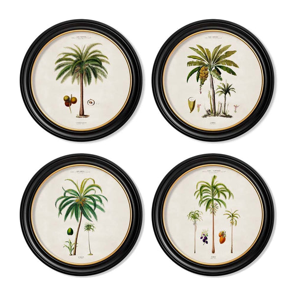 C.1843 South American Palm Trees Round Framed Prints by T A Interiors