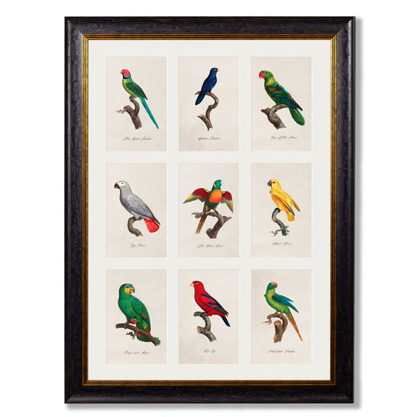 C.1833 Parrots Group Framed Print by T A Interiors
