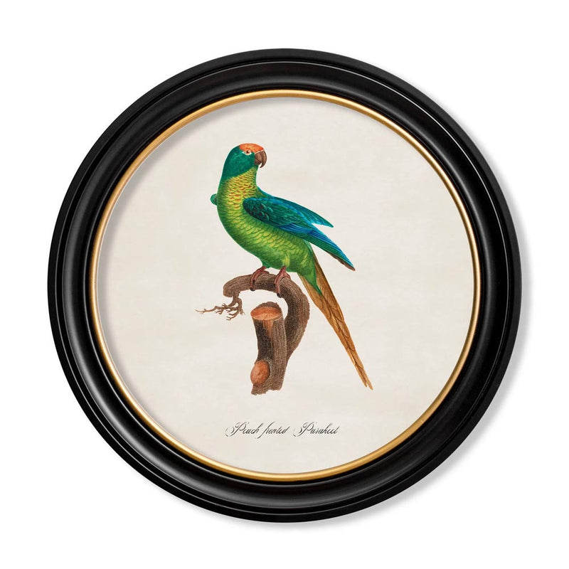 C.1800's Parrots Round Framed Prints British Made C.1800's Parrots Round Framed Prints by T A Interiors