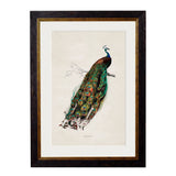 C.1847 Peacock Framed Print British Made C.1847 Peacock Framed Print by T A Interiors