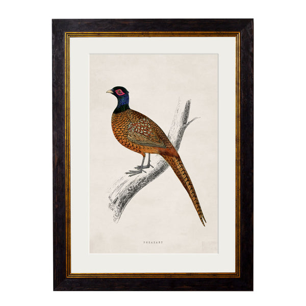 C.1850's Pheasant Framed Print by T A Interiors