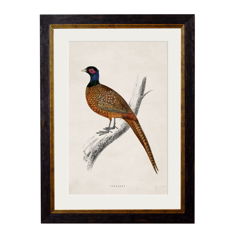 C.1850's Pheasant Framed Print British Made C.1850's Pheasant Framed Print by T A Interiors