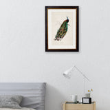 C.1847 Peacock Framed Print British Made C.1847 Peacock Framed Print by T A Interiors