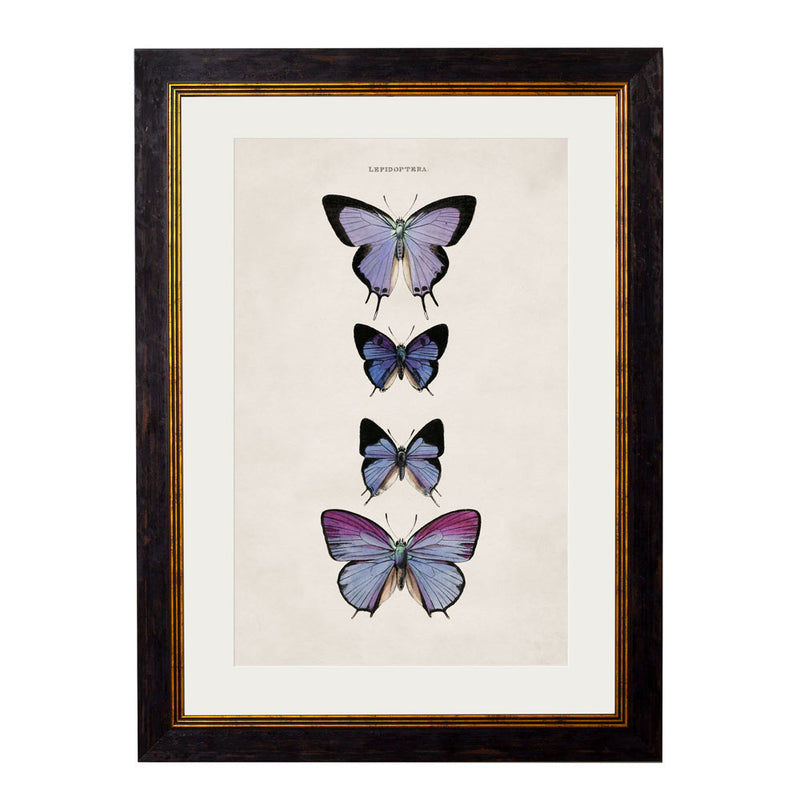 C.1835 Butterflies Framed Prints British Made C.1835 Butterflies Framed Prints by T A Interiors