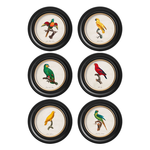 C.1800's Parrots Round Framed Prints by T A Interiors