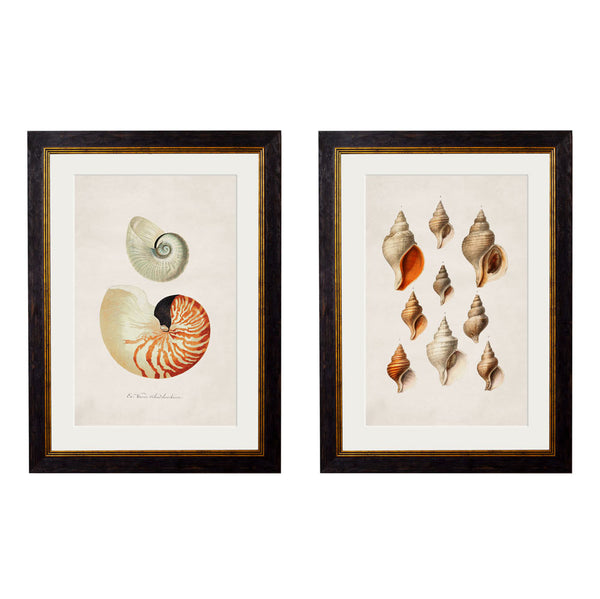 C.1848 Studies of Shells Framed Prints by T A Interiors