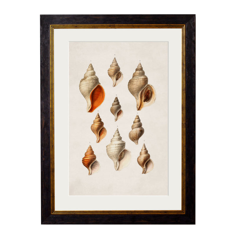C.1848 Studies of Shells Framed Prints British Made C.1848 Studies of Shells Framed Prints by T A Interiors