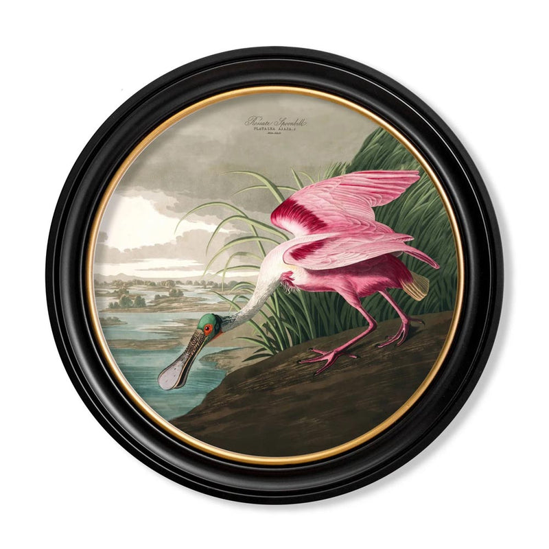 C.1838 Audubon's Birds of America Round Framed Prints British Made C.1838 Audubon's Birds of America Round Framed Prints by T A Interiors