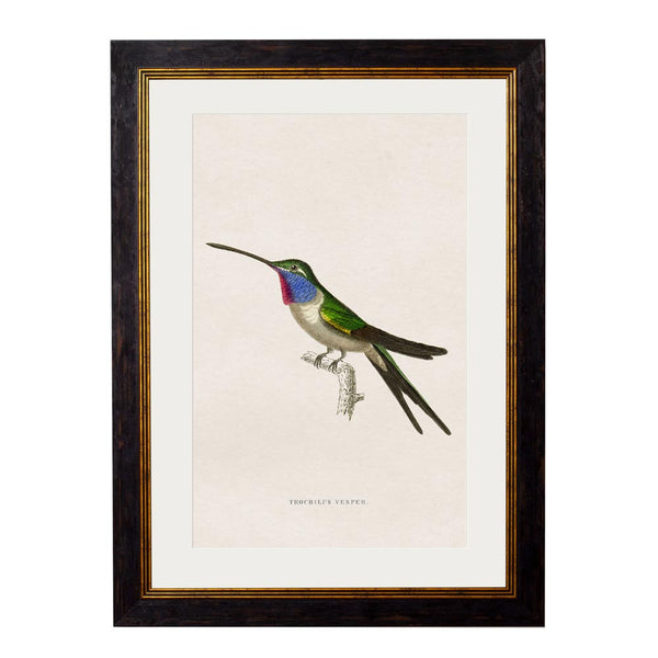 C.1833 Hummingbirds Framed Prints by T A Interiors