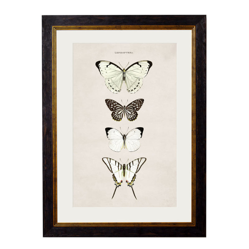 C.1835 Butterflies Framed Prints British Made C.1835 Butterflies Framed Prints by T A Interiors