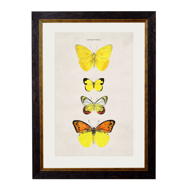 C.1835 Butterflies Framed Prints by T A Interiors